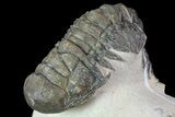 Bargain, Crotalocephalina Trilobite Fossil #67879-5